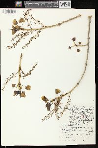 Populus deltoides subsp. monilifera image