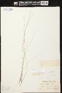 Eleocharis elliptica image