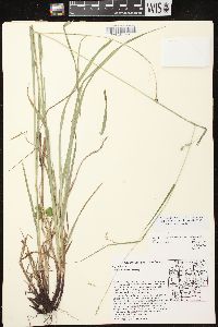 Carex formosa image