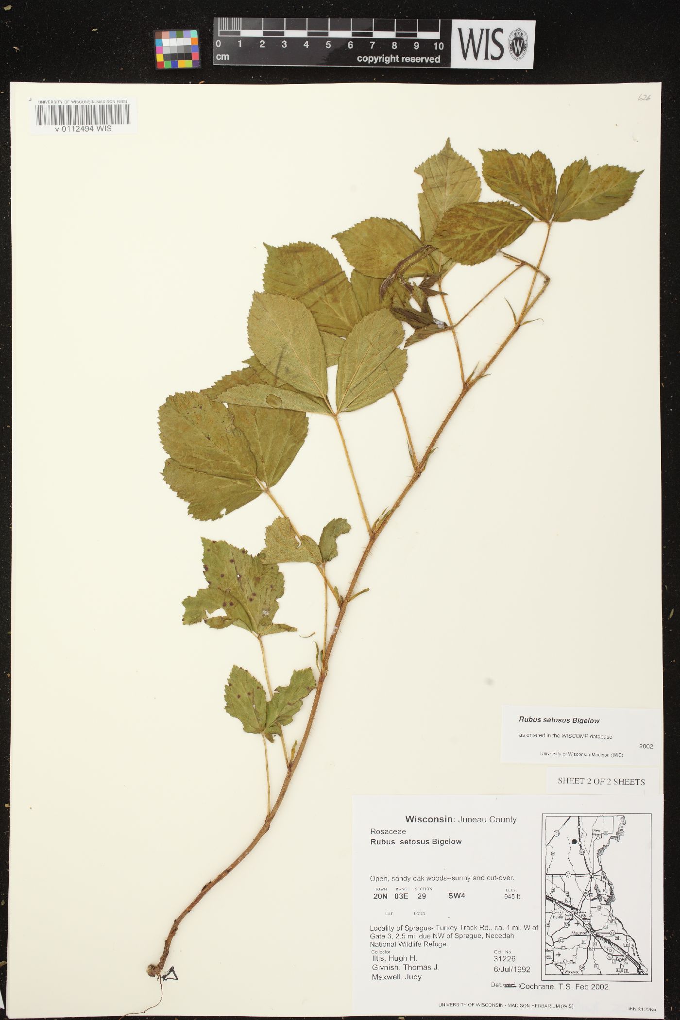 Rubus setosus image