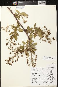 Rubus allegheniensis var. allegheniensis image