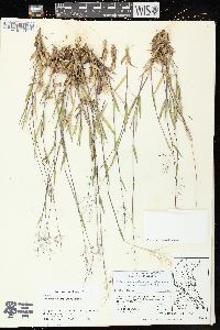 Dichanthelium acuminatum subsp. columbianum image