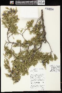 Juniperus virginiana var. virginiana image