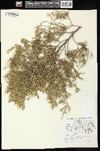 Juniperus virginiana var. virginiana image