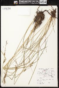 Carex aquatilis var. aquatilis image