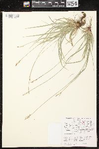 Carex communis var. communis image