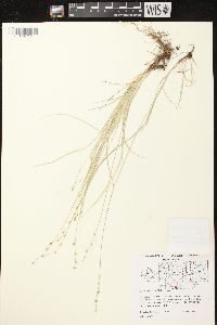 Carex radiata image