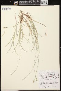 Carex peckii image