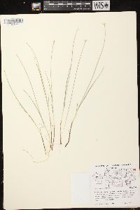 Carex pauciflora image