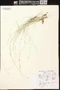 Carex leptalea subsp. leptalea image