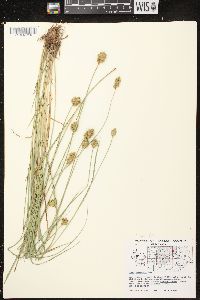 Carex crawfordii image