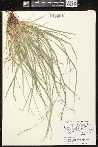 Carex communis var. communis image