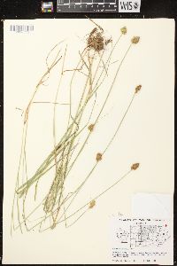 Carex crawfordii image