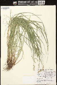 Carex projecta image