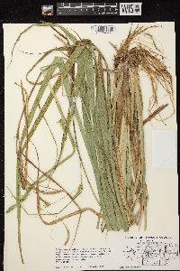 Carex pseudocyperus image