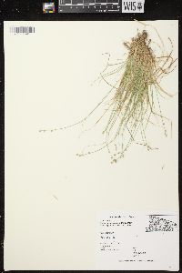 Carex brunnescens subsp. sphaerostachya image