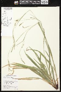 Carex arctata image