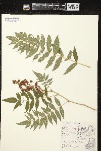 Sorbaria sorbifolia image