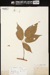 Rubus canadensis image