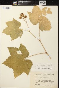 Rubus parviflorus image