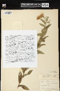 Image of Inula salicina