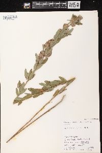 Lespedeza capitata image