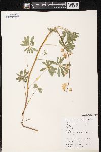 Lupinus perennis subsp. perennis image