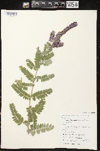 Amorpha canescens image