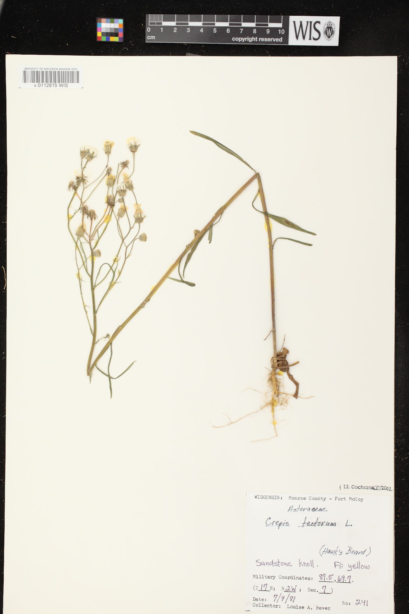 Crepis tectorum image