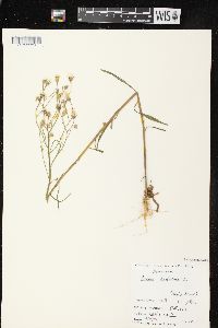 Crepis tectorum image