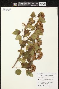 Physocarpus opulifolius var. opulifolius image