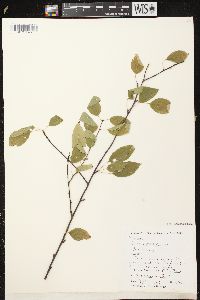 Prunus pensylvanica image