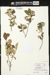 Aronia melanocarpa image