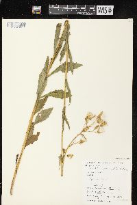 Erechtites hieraciifolius var. hieraciifolius image