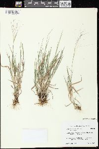 Digitaria cognata image