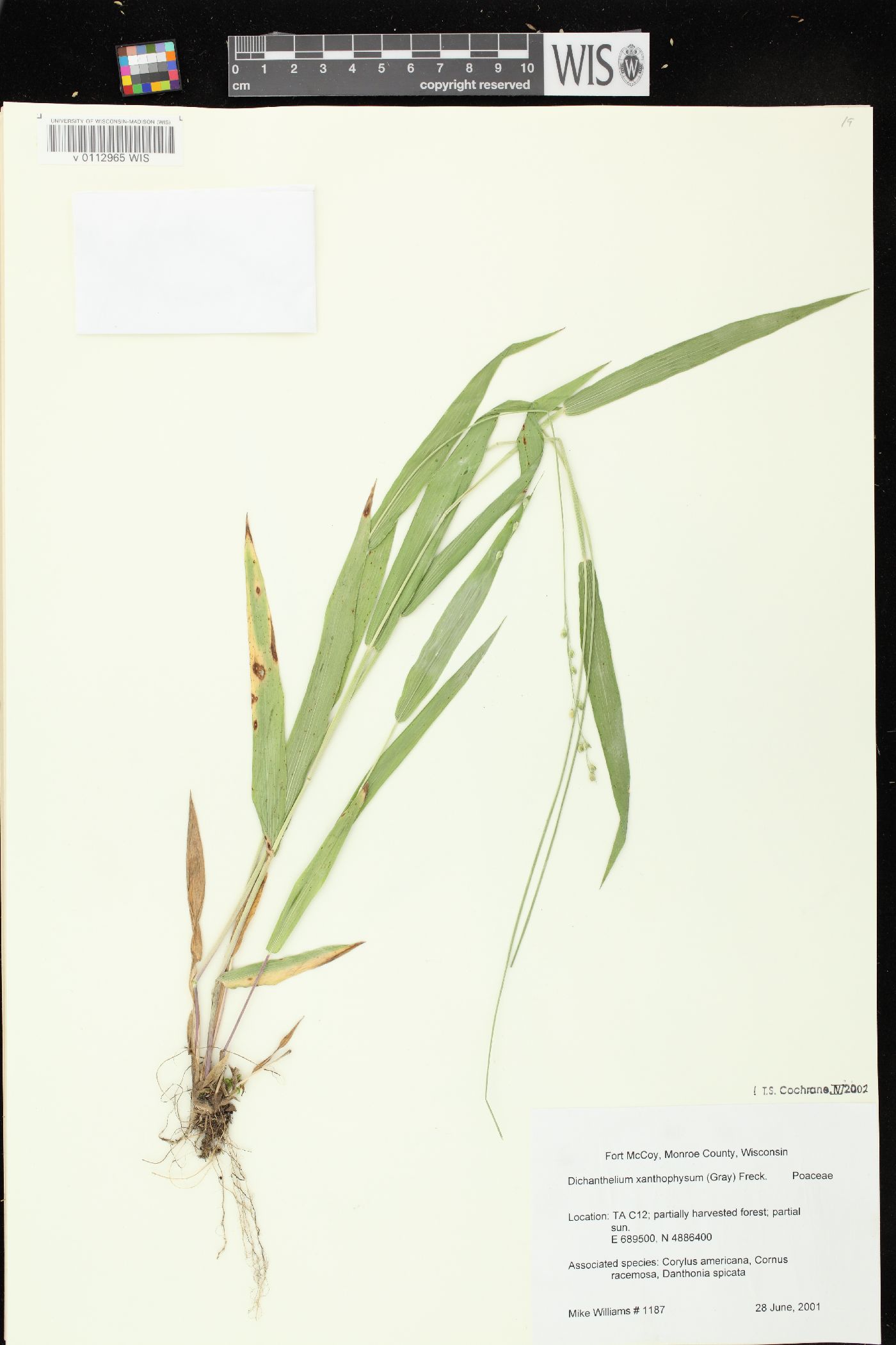 Dichanthelium xanthophysum image