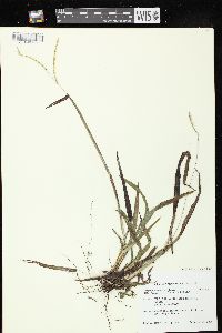 Paspalum setaceum var. stramineum image