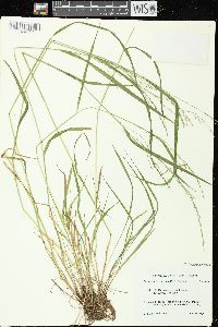 Festuca subverticillata image