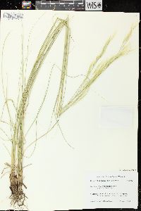 Hesperostipa spartea image