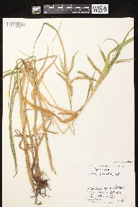 Carex gynandra image