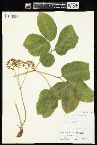 Aralia nudicaulis image