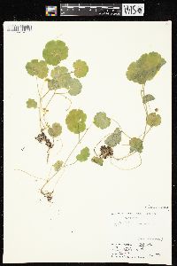 Hydrocotyle americana image