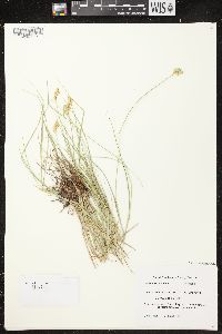 Carex crawfordii image