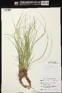 Carex radiata image