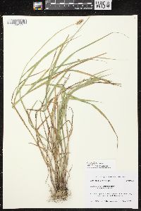 Carex cristatella image