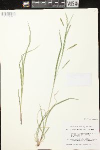 Carex debilis var. rudgei image