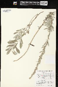 Artemisia ludoviciana subsp. ludoviciana image