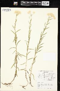 Achillea ptarmica image