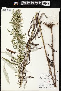 Artemisia serrata image