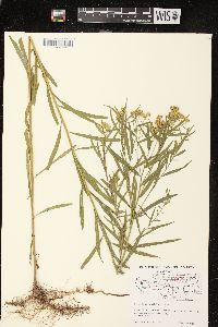 Euthamia graminifolia var. graminifolia image